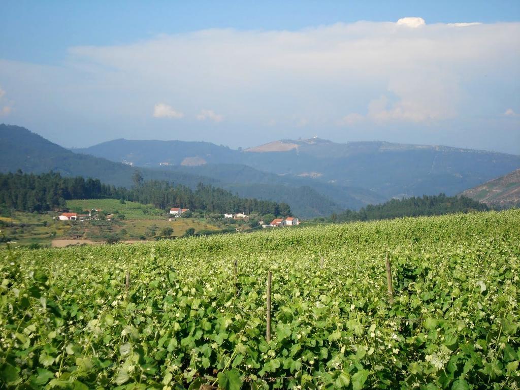 Ferreira do Zêzere Quinta Do Cerquitoヴィラ エクステリア 写真