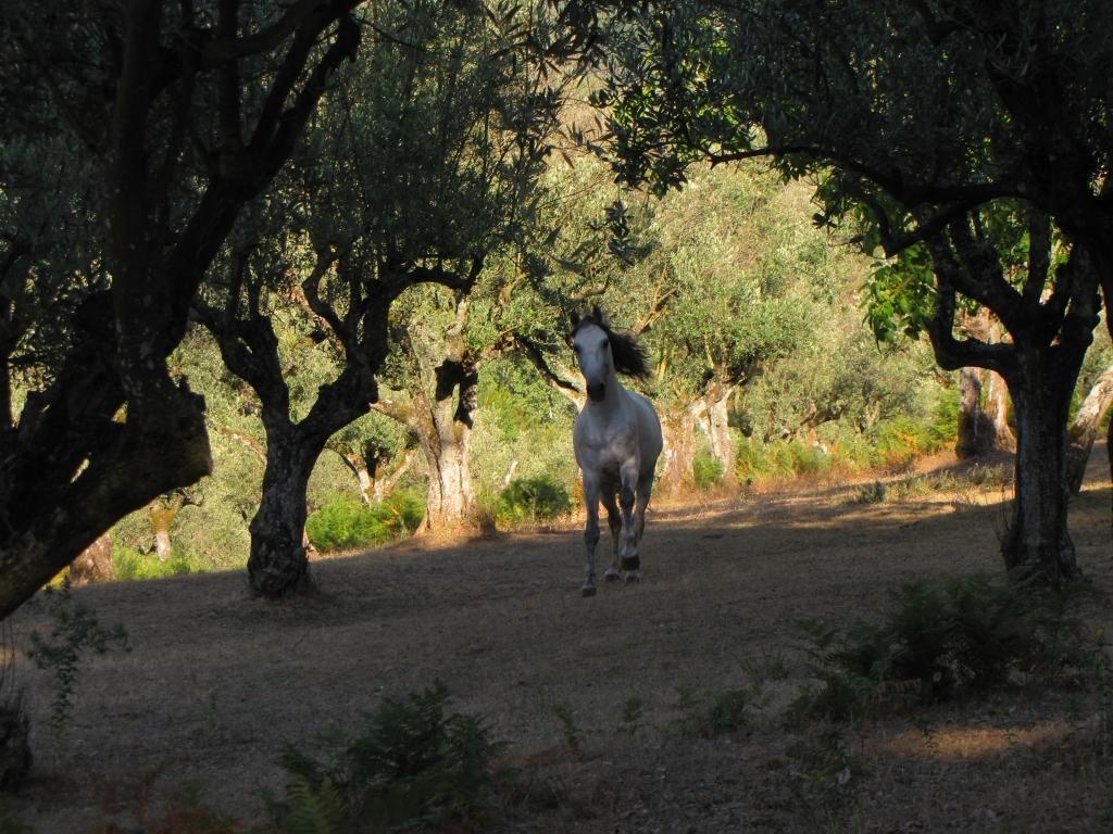 Ferreira do Zêzere Quinta Do Cerquitoヴィラ エクステリア 写真
