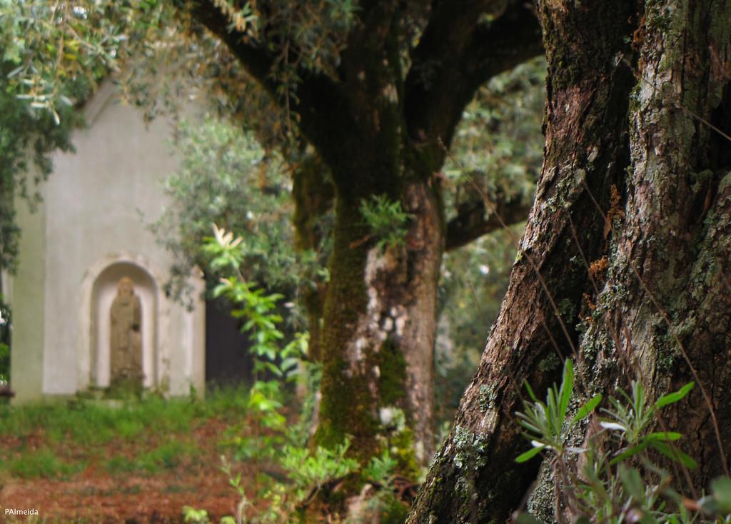Ferreira do Zêzere Quinta Do Cerquitoヴィラ エクステリア 写真