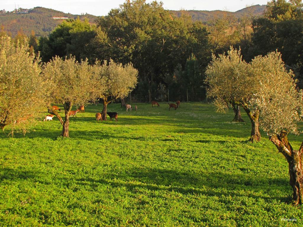 Ferreira do Zêzere Quinta Do Cerquitoヴィラ エクステリア 写真