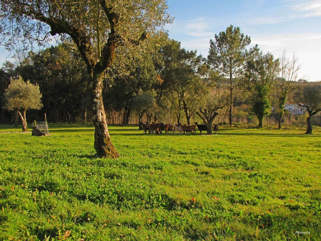 Ferreira do Zêzere Quinta Do Cerquitoヴィラ エクステリア 写真