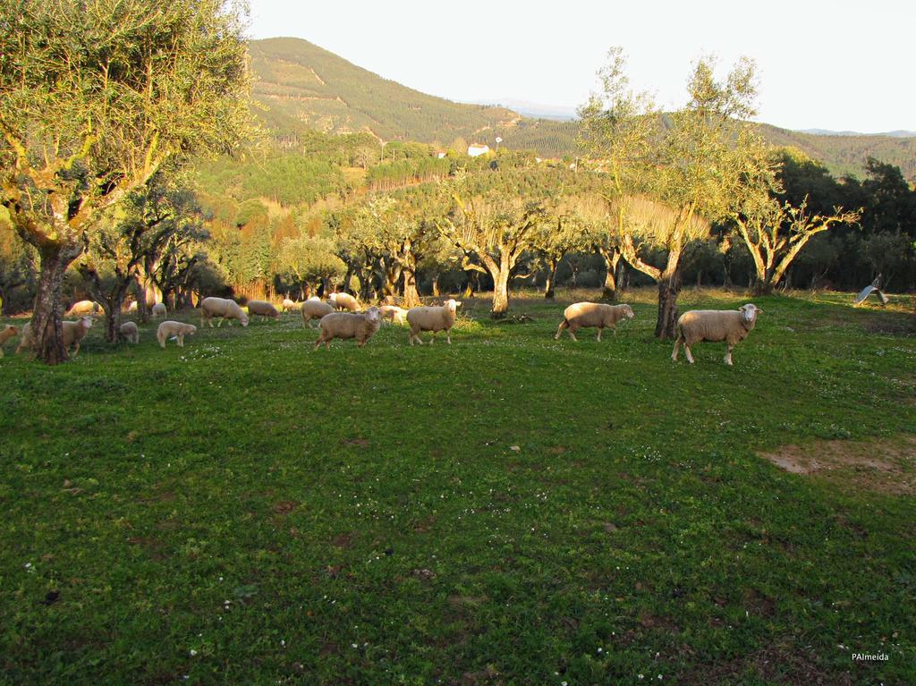 Ferreira do Zêzere Quinta Do Cerquitoヴィラ エクステリア 写真
