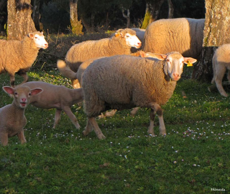 Ferreira do Zêzere Quinta Do Cerquitoヴィラ エクステリア 写真