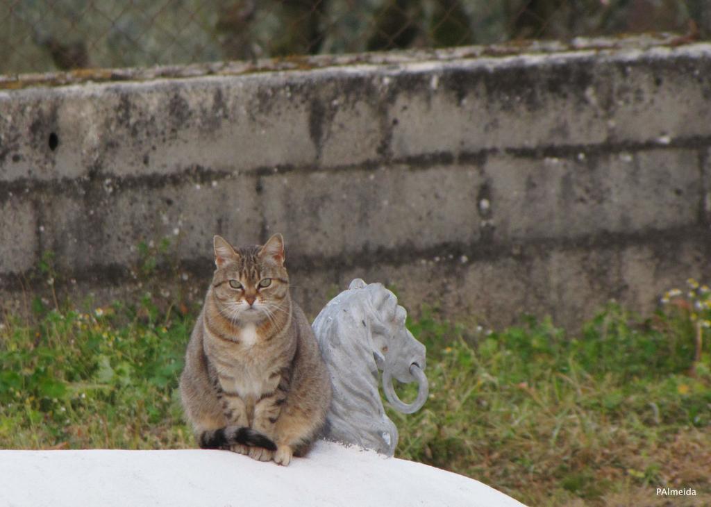 Ferreira do Zêzere Quinta Do Cerquitoヴィラ エクステリア 写真