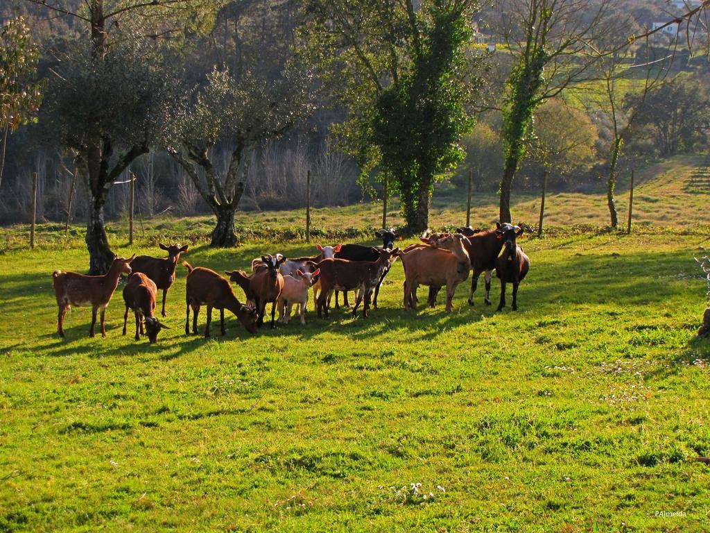 Ferreira do Zêzere Quinta Do Cerquitoヴィラ エクステリア 写真