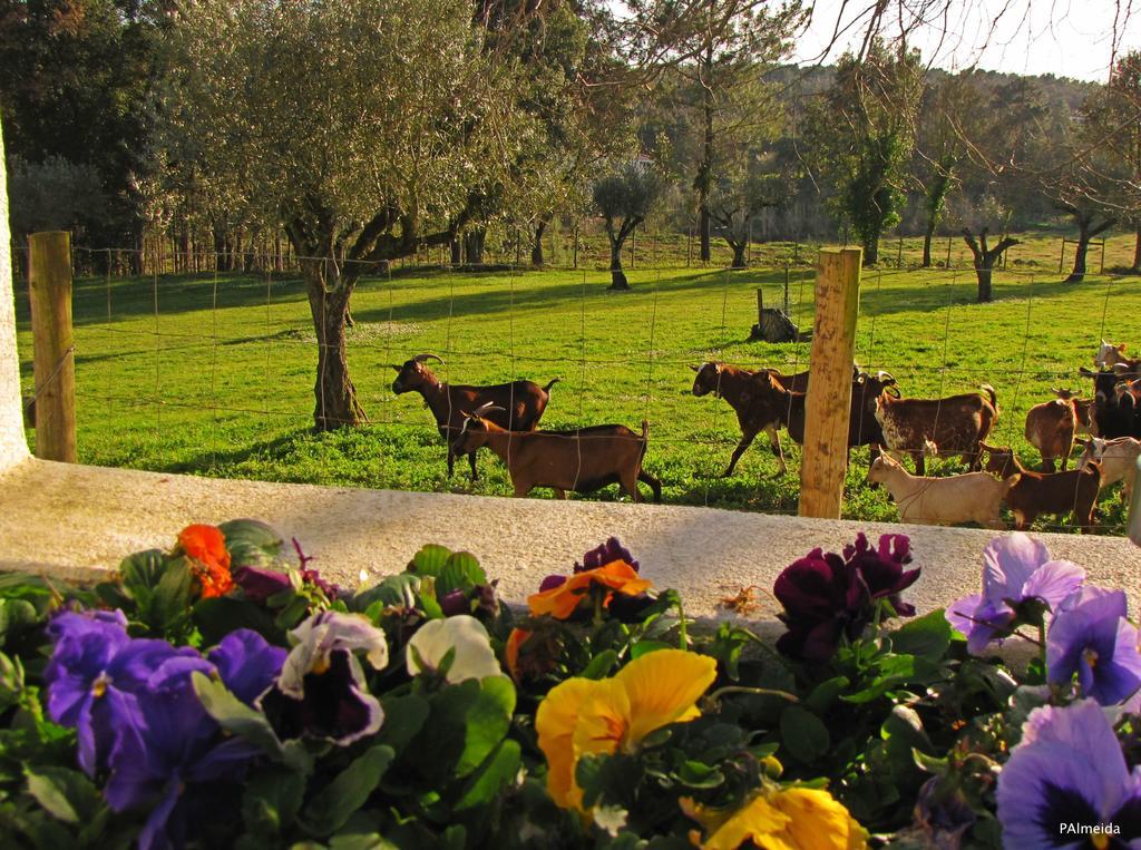 Ferreira do Zêzere Quinta Do Cerquitoヴィラ エクステリア 写真